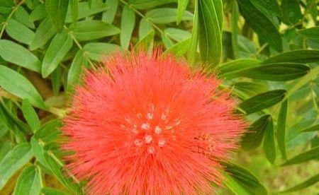 绒花的花语与寓意（花开如绒）