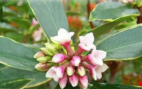 瑞香花（探秘瑞香花的花语和象征意义）