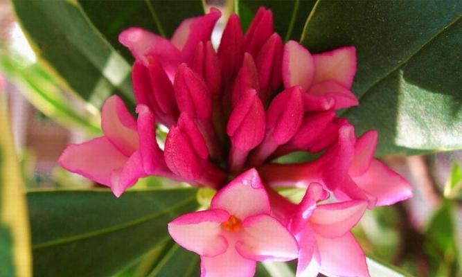 瑞香花（探秘瑞香花的花语和象征意义）