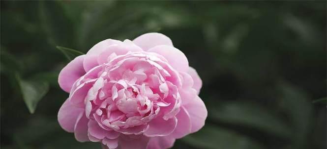 芍药花的花语和代表意义（探寻芍药花的隐藏心语）