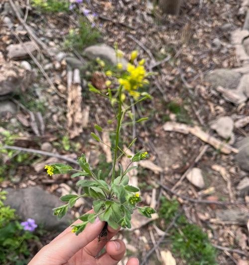 十字花科植物的主要特征及其重要性（从形态到生理）