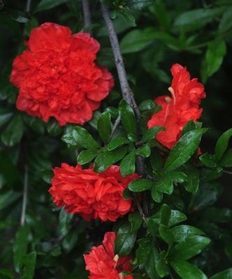 石榴花花语的深意与传承（石榴花）