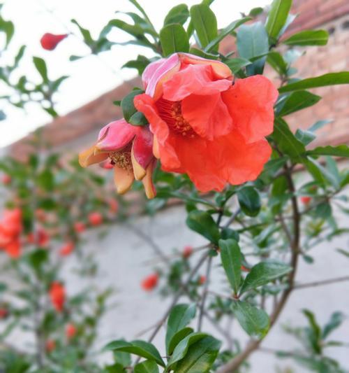 石榴花花语的深意与传承（石榴花）
