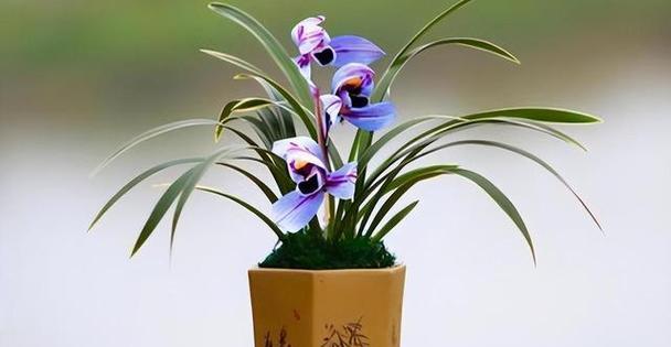 无缘之爱（探寻风信子花的寓意与象征）