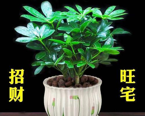 花朵象征财富的秘密（揭秘花朵与财富之间的神奇联系）
