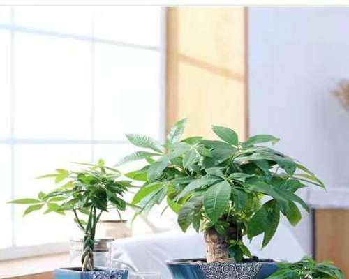 花朵象征财富的秘密（揭秘花朵与财富之间的神奇联系）
