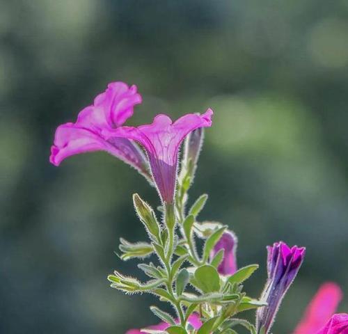 花语世界的沉默忧郁（探寻花卉中的内心情感表达）