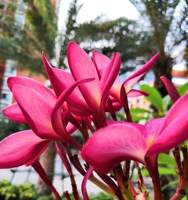 以菊花代表成功（揭示菊花的独特象征意义）
