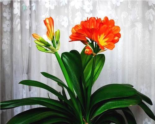 花开发财，寓意财源滚滚（以什么花代表发财）