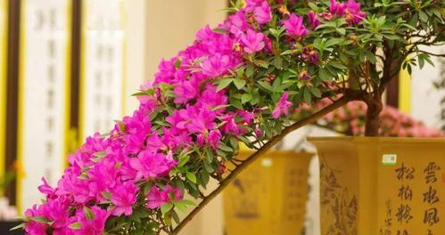 花开未放，爱已离场（以康乃馨诠释放弃的爱）