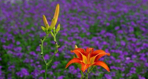 以百合花代表父爱（百合花的象征意义及父爱的特点）