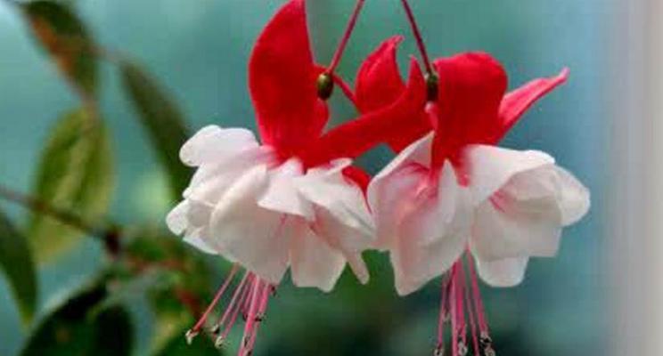 感谢之花——传递感恩之情的鲜花（美丽的花朵）