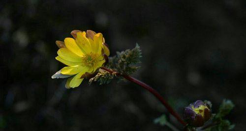 清冷无尘，孤傲花开（以梅花为主题）