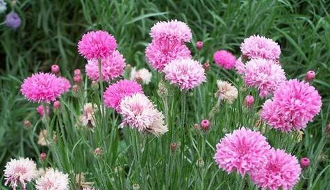 红颜知己，花开知己（以什么花代表红颜知己）