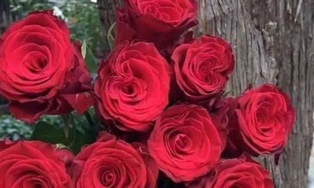 红颜知己，花开知己（以什么花代表红颜知己）