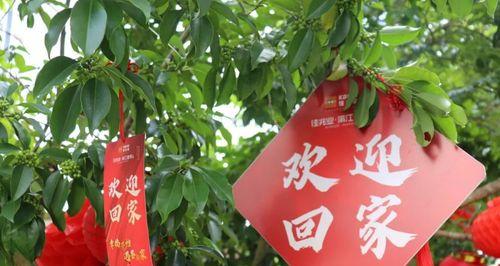 用花朵欢迎回家（花言巧语传达真情）