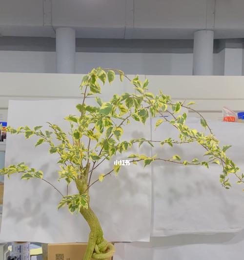 用花朵欢迎回家（花言巧语传达真情）