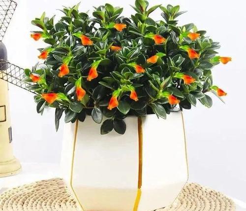 花语吉祥，好运相伴（以花为媒）