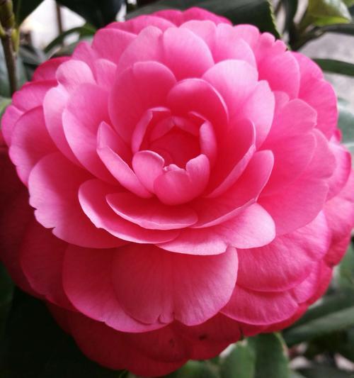 花开吉祥，如意绵绵（以花为媒）