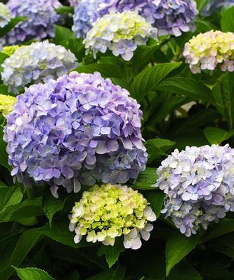 花开骄傲，品味自信（以康乃馨代表骄傲的人）