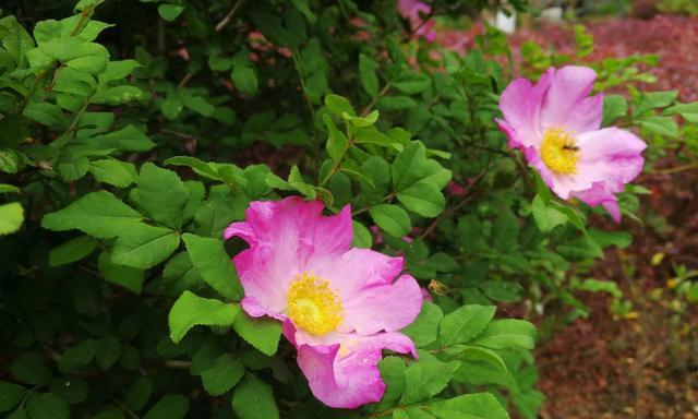 花开骄傲，品味自信（以康乃馨代表骄傲的人）