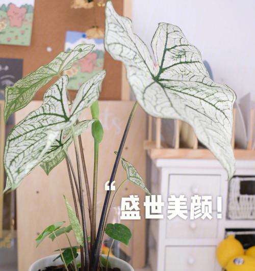 以白兰花为象征的救赎之旅（探寻白兰花的神奇力量与救赎之道）