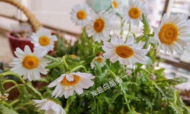 以向日葵代表开心快乐——快乐之花（向日葵）