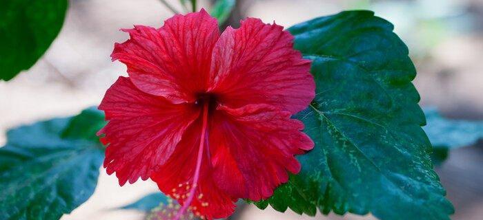 花开如梦，可爱盛世（以可爱之花）