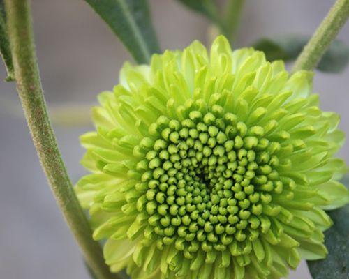花开如梦，可爱盛世（以可爱之花）
