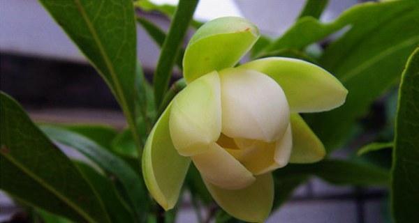 用菊花赞美教师的辛勤付出（菊花的深刻意义与教师的相似之处）
