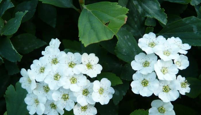 用菊花赞美教师的辛勤付出（菊花的深刻意义与教师的相似之处）