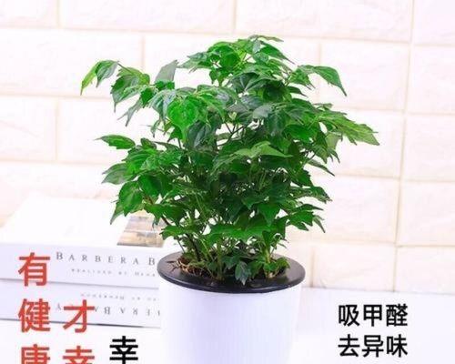 花开平安，祈福心安宁（以百合花代表平安）
