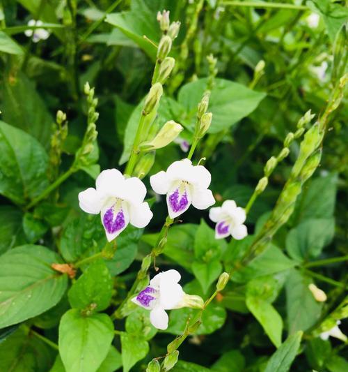 花语歉意，以何种花代表歉意（寻找最合适的花朵表达歉意之情）