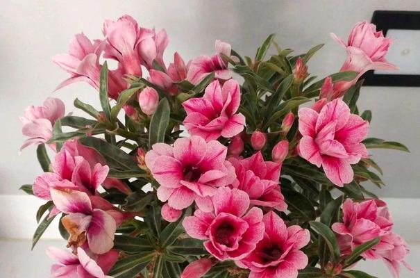 花语歉意，以何种花代表歉意（寻找最合适的花朵表达歉意之情）