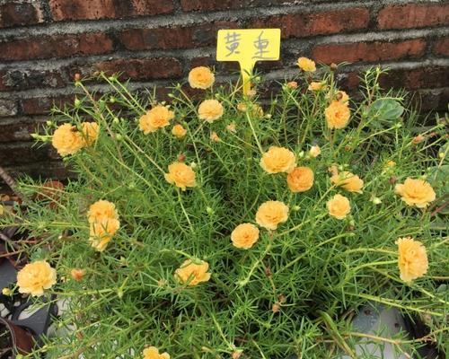 花语歉意，以何种花代表歉意（寻找最合适的花朵表达歉意之情）