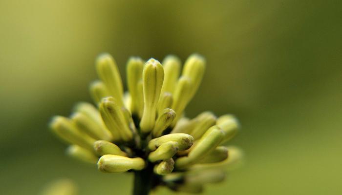 清明节之花（揭示清明节与鲜花的深刻联系）