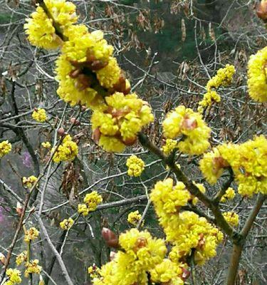 清明节之花（揭示清明节与鲜花的深刻联系）