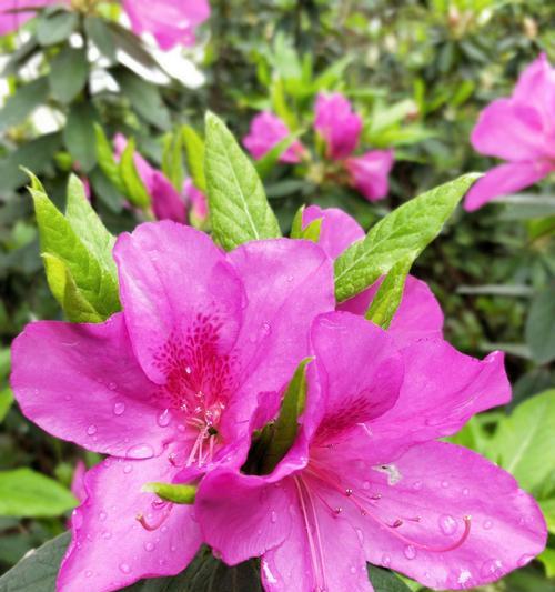 清明节之花（揭示清明节与鲜花的深刻联系）