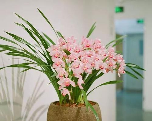 以花代表幸运（探索不同花卉象征的幸运之旅）