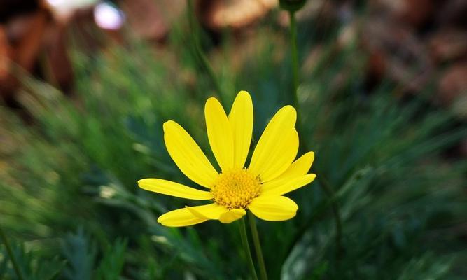 以百合花代表虚心——探讨谦逊与包容的力量（百合花的象征意义及如何运用虚心之道）