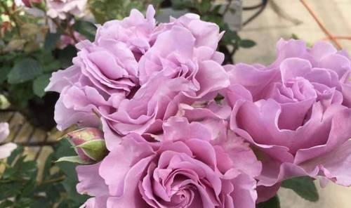 永恒之花（以玫瑰花为例解读永恒的含义）