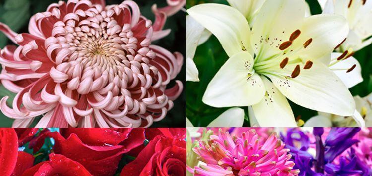 用花语诉说友情长久（以百合花为象征）