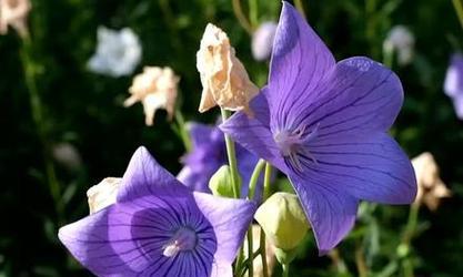 等待你——百合花的花语（在等待中绽放的爱的承诺）