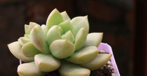爱情如花（玫瑰花语浪漫传情）