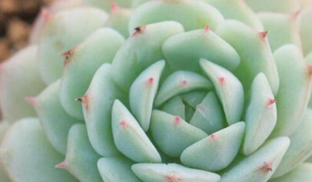 堕落的花语（用花语诠释人性的堕落与挣扎）