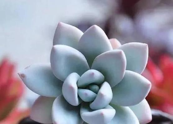 堕落的花语（用花语诠释人性的堕落与挣扎）
