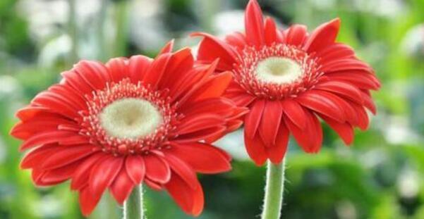 感恩之花——以百合花为代表的感恩花语（百合花的花语与感恩文化的传承）