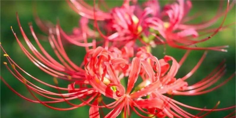 高贵神秘之花——百合（探寻百合花的高贵神秘魅力）