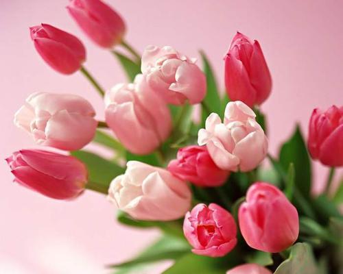 花开勇气，鼓励人的花语（以康乃馨为主的花语）