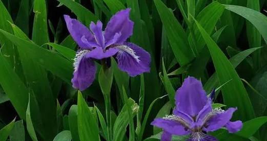 归来之花——以百合花的花语为主题（百合花的花语及其象征的回归之美）